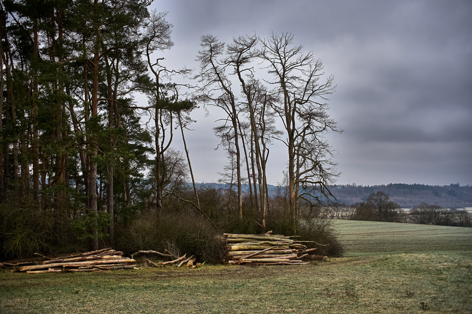 Und leise sterben die Wälder