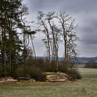 Und leise sterben die Wälder