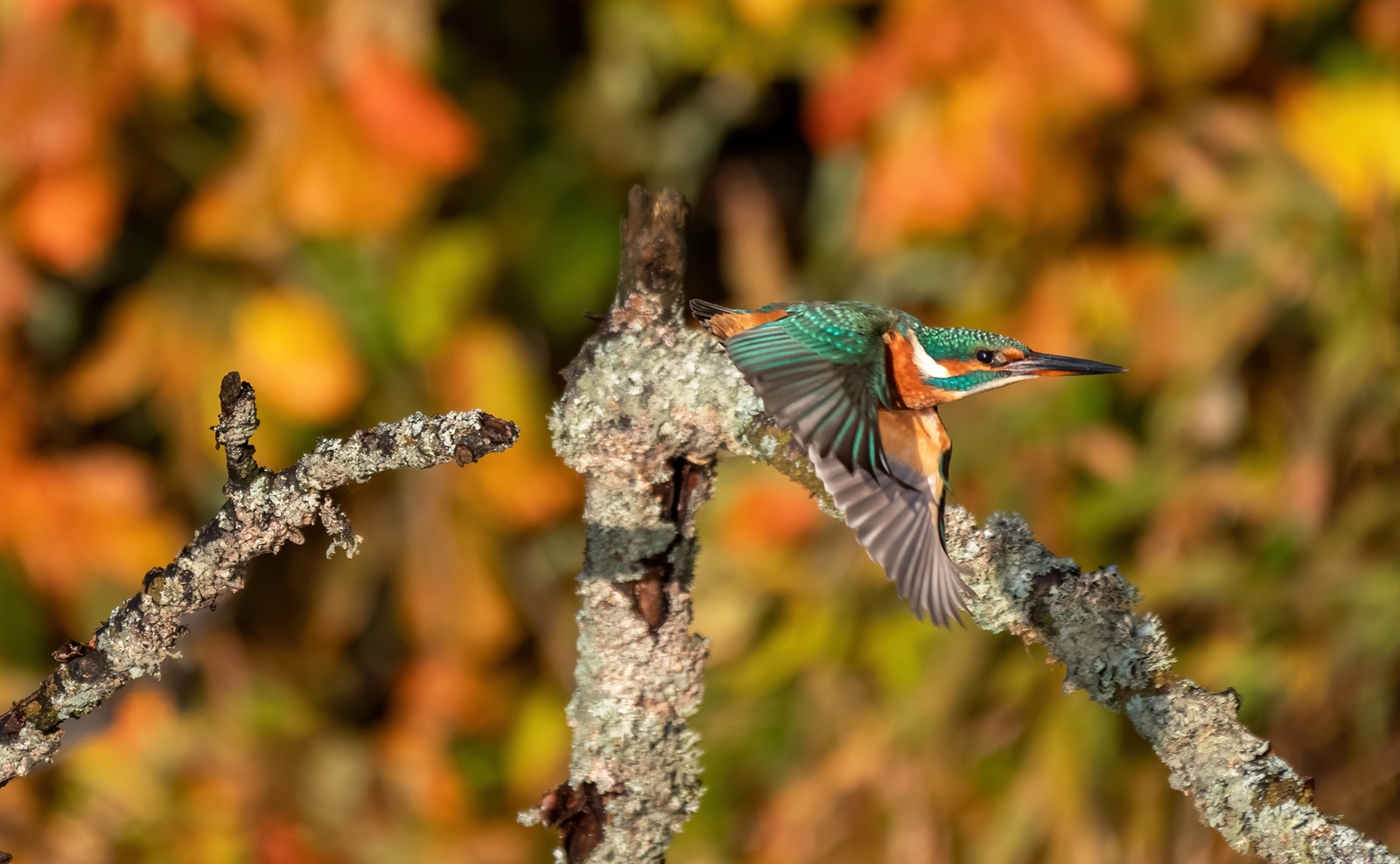 Und los gehts Foto & Bild | tiere, wildlife, natur Bilder ...