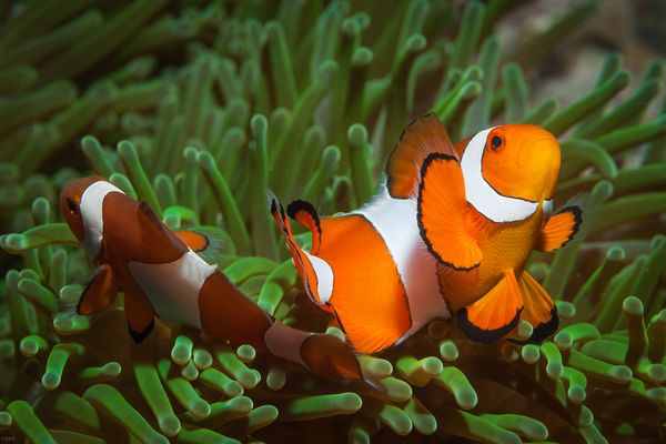 Und man siehet die im Lichte ...