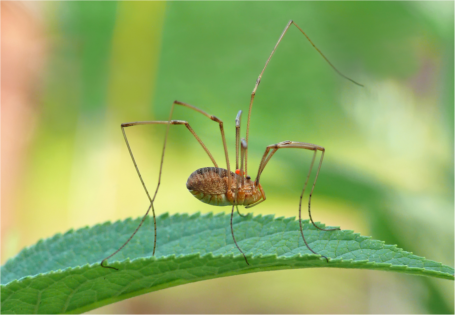 und Marsch Foto & Bild makro, natur, tiere Bilder auf