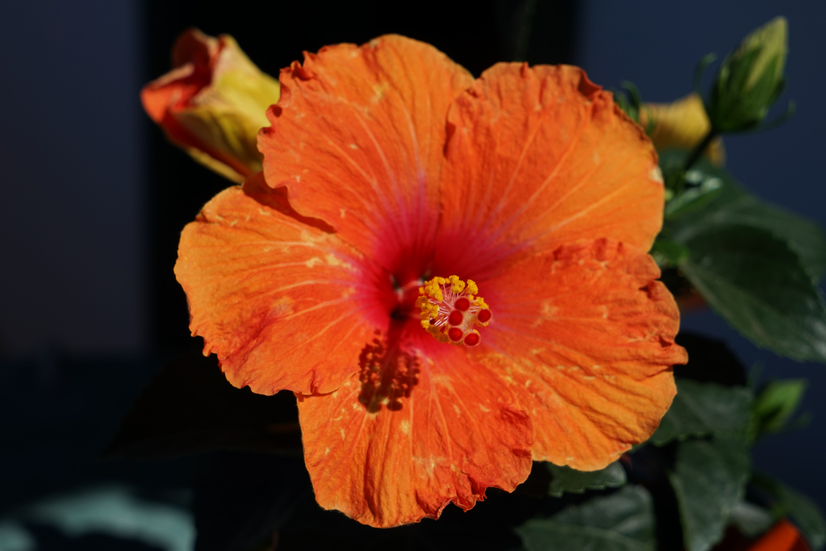 Und mein Hibiskus lacht im Sonnenlicht