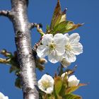 und mein Kirschbaum!