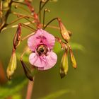 Und mitten drin ein Bienchen