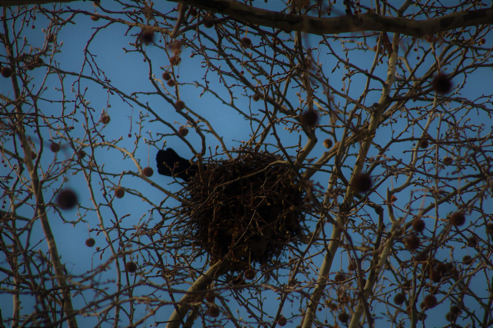 und mitten in den Zweigen ein Nest