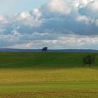 Und mittendrin ein Apfelbaum