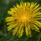 Und mittwochs ein Blümchen