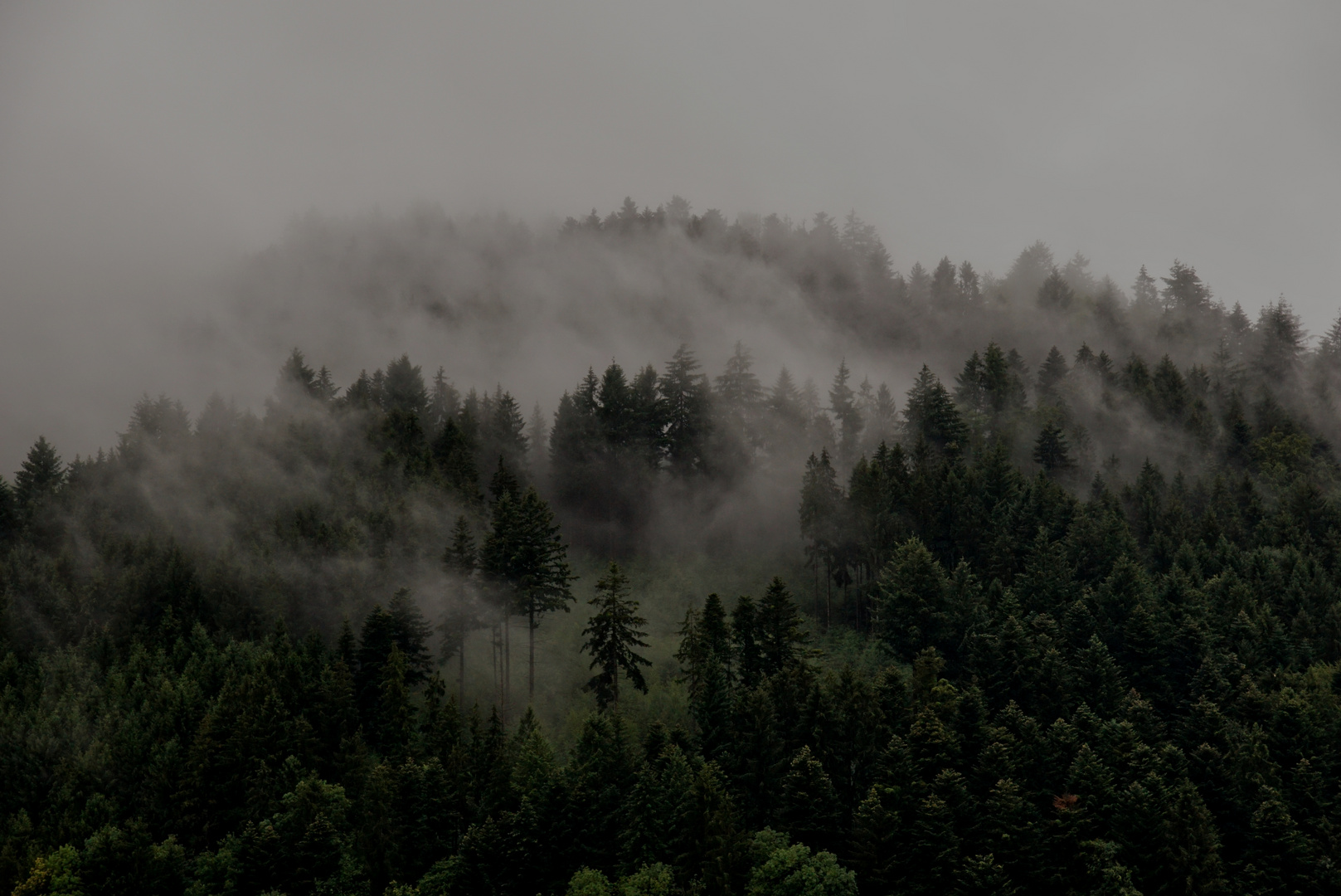 ... und Morgennebel lösen sich aus dunklem Wald 