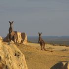 ...und morgens um 7, Begrüßung der ersten Gäste im Nambung NP (Pinnacles)