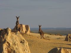 ...und morgens um 7, Begrüßung der ersten Gäste im Nambung NP (Pinnacles)