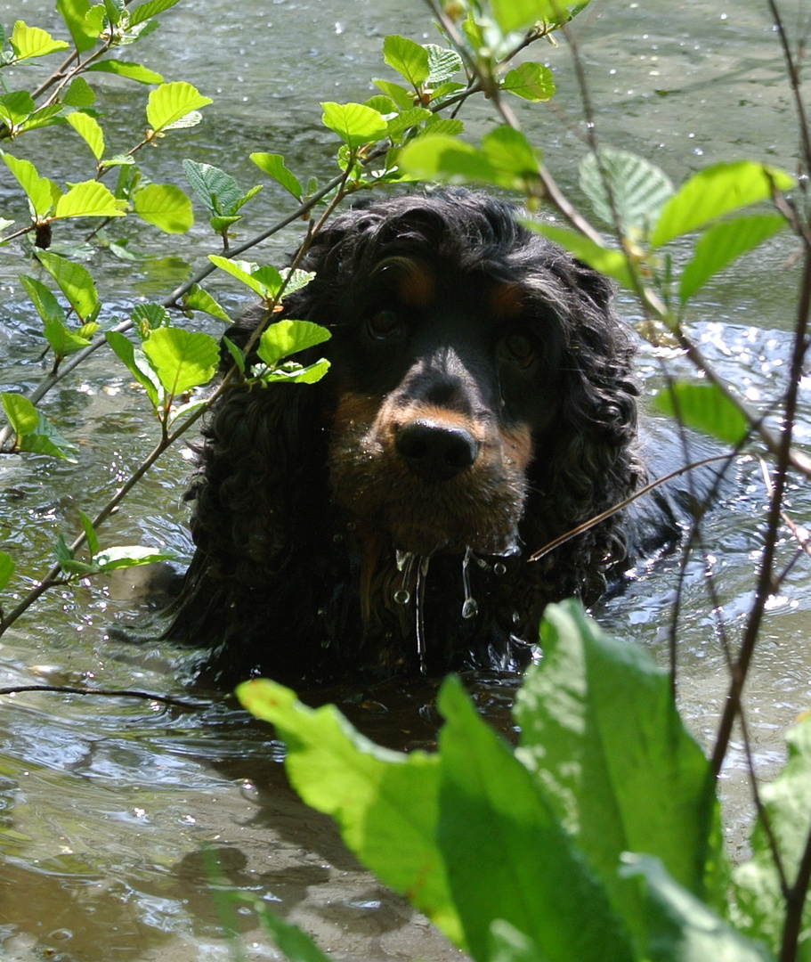 ...und nach dem Waldlauf ein kühles Bad