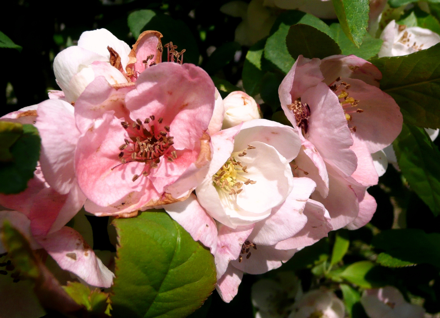 und natürlich Rosen ...