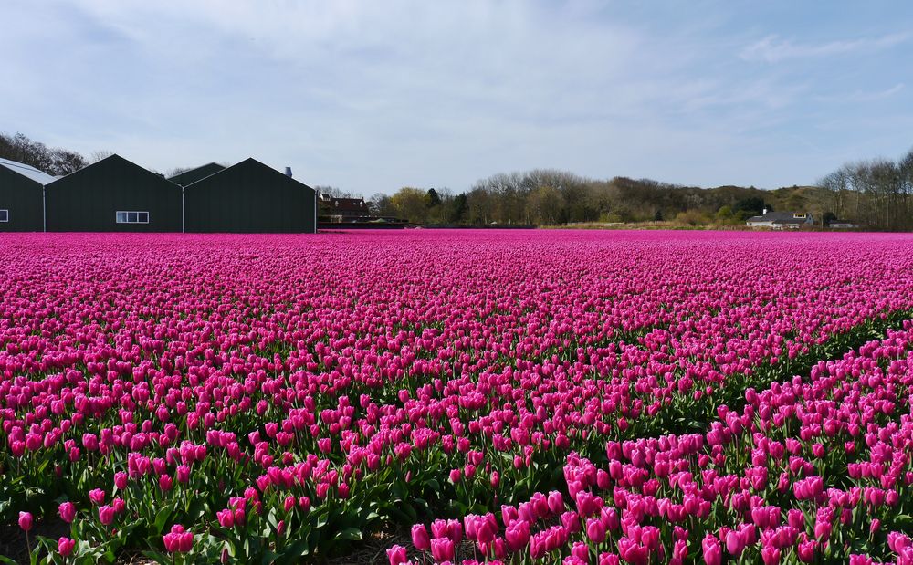 ... und natürlich Tulpen