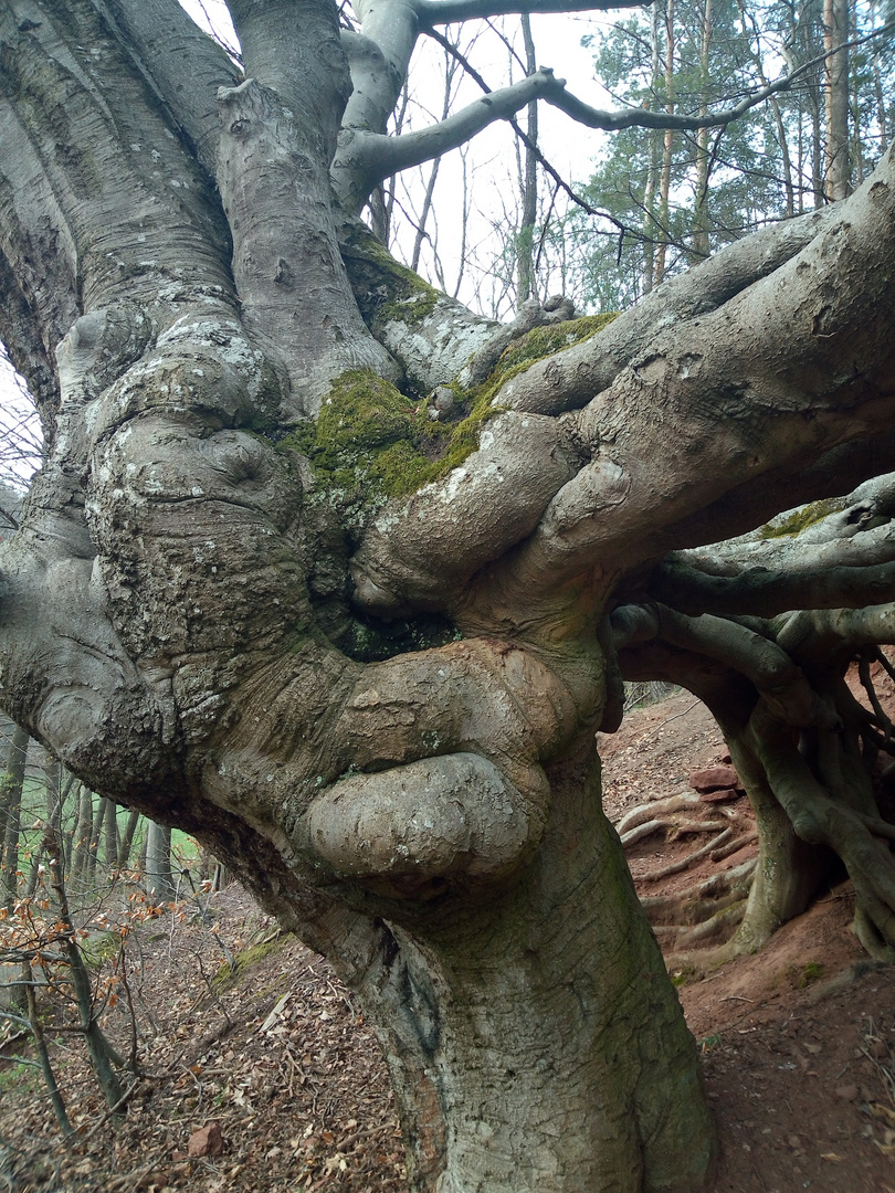 Und Naturgeister gibt es doch!