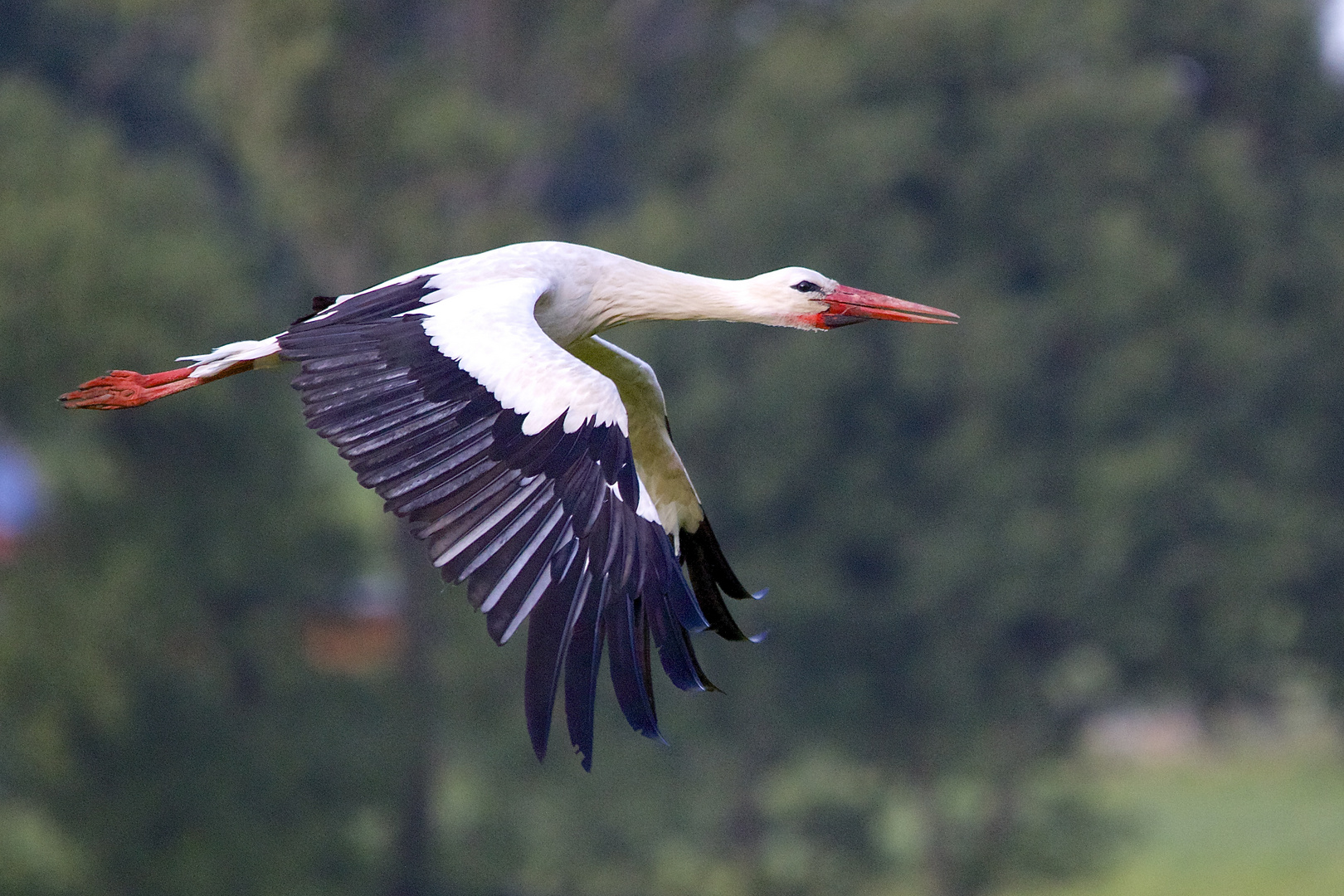 und neben mir der Storch