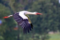 und neben mir der Storch