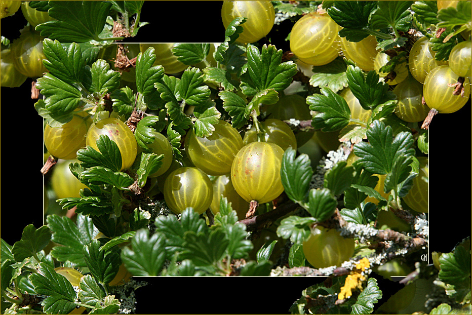 UND NOCH DIE STACHELBEEREN