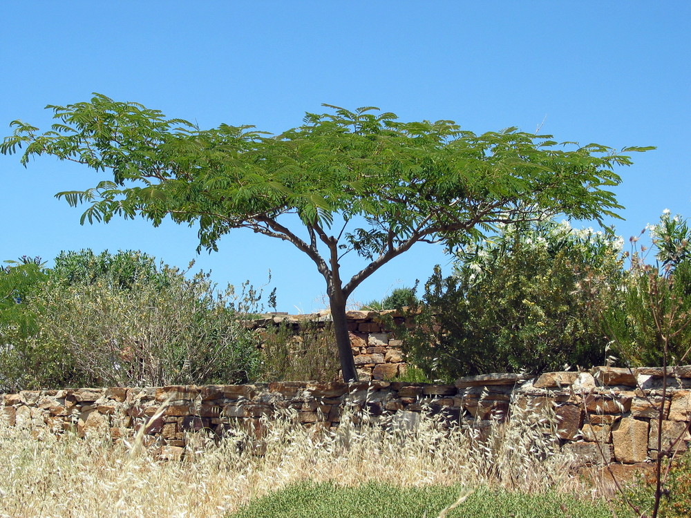 ...und noch ein Baum