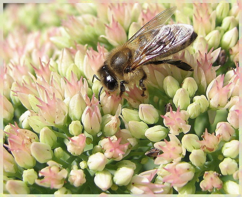 Und noch ein Bienchen