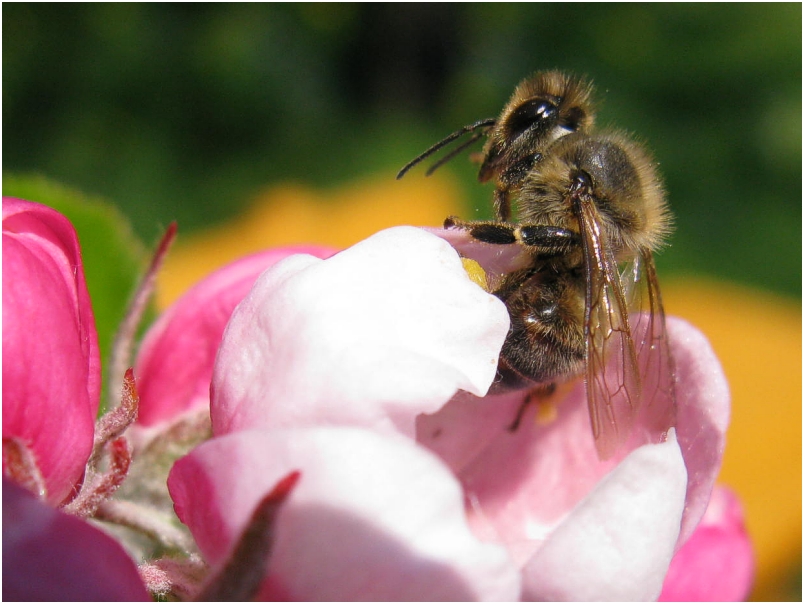 Und noch ein Bienchen...