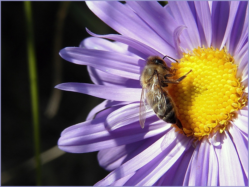 Und noch ein Bienchen......