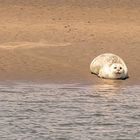 Und noch ein Bild von den Seehundbaenken