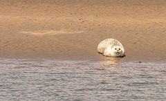 Und noch ein Bild von den Seehundbaenken