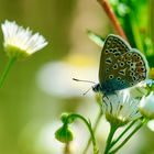 und noch ein Bläuling ..Hauhechelbläuling