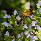 ... und noch ein Blümchen