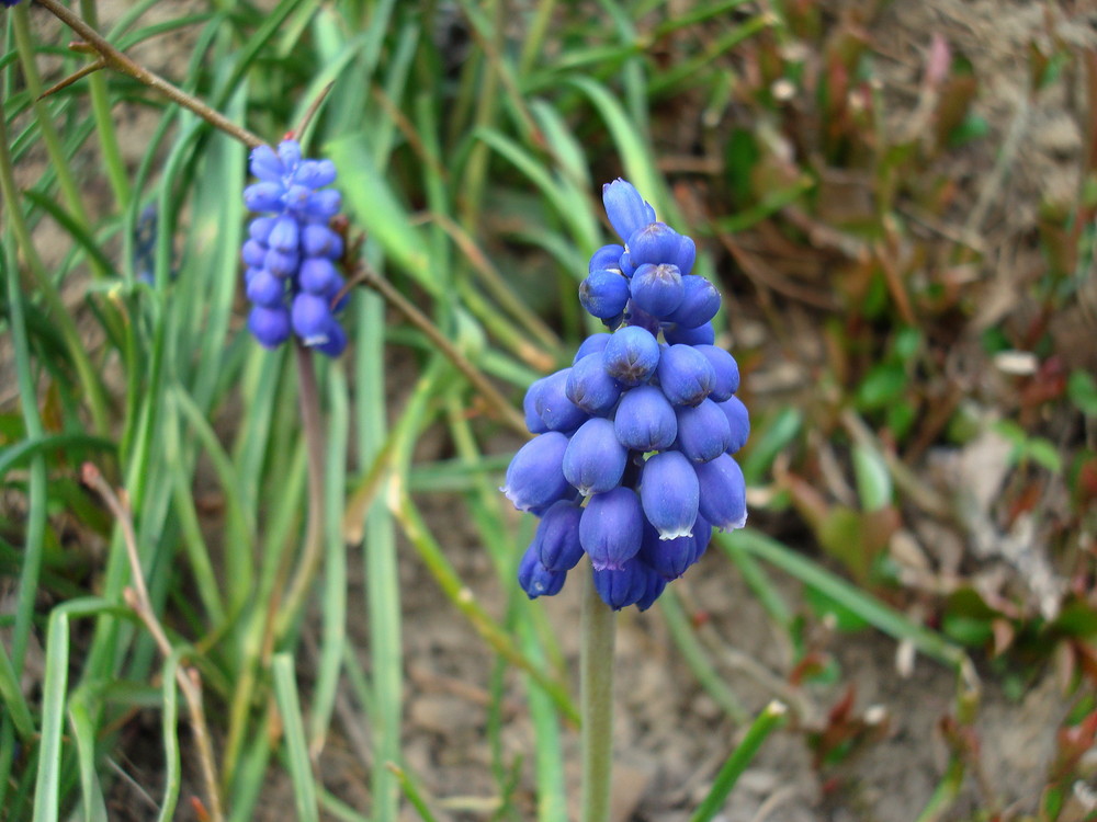 und noch ein Blümchen