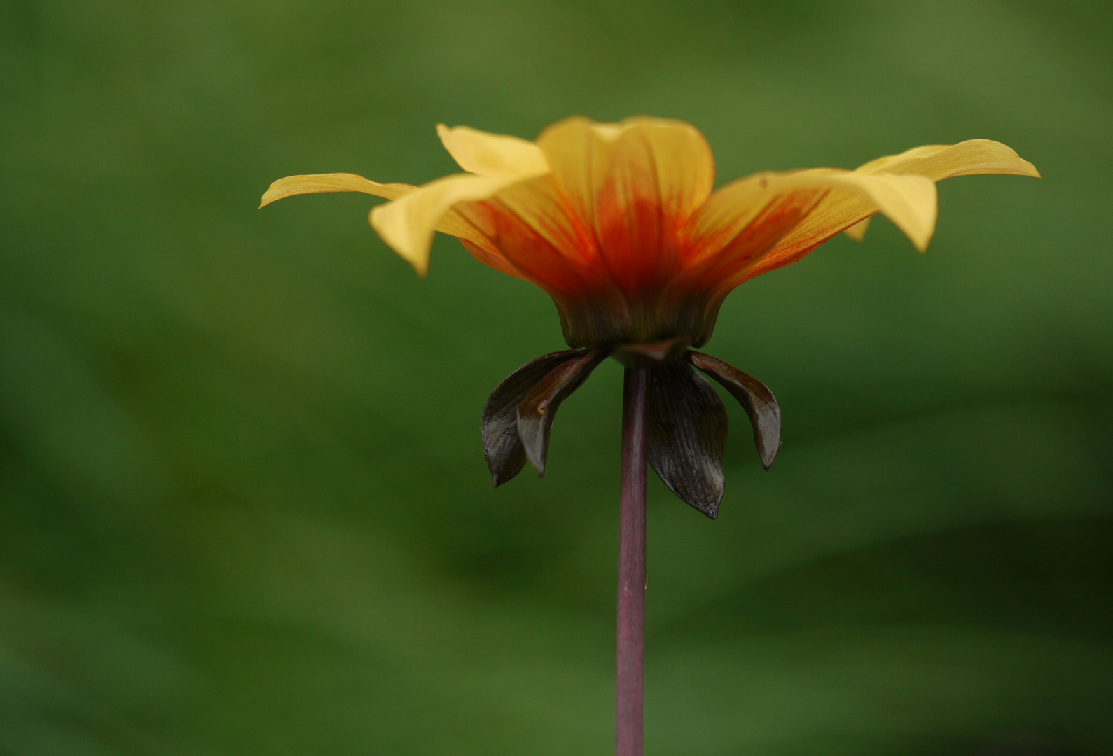 und noch ein Blümchen am Donnerstag