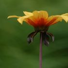 und noch ein Blümchen am Donnerstag