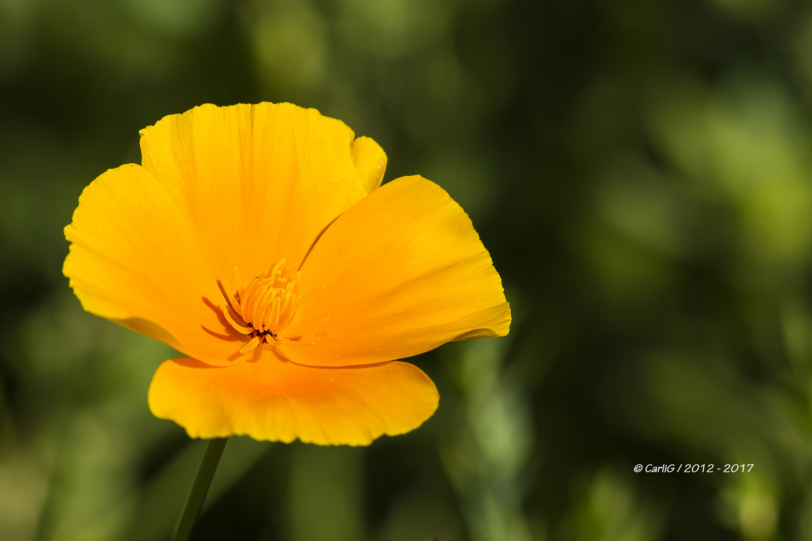 Und noch ein Blümchen 