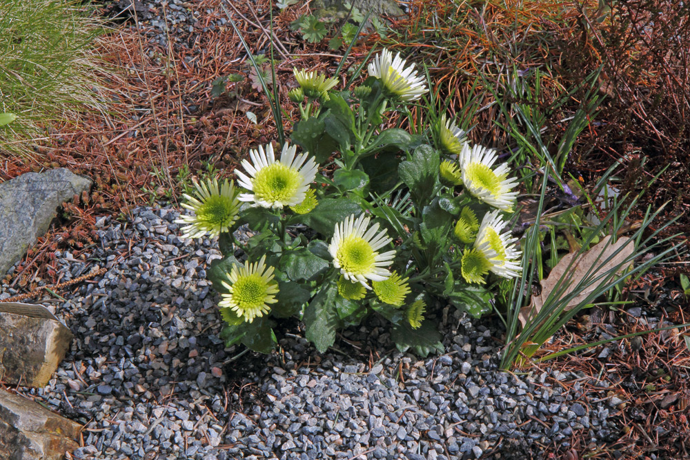 und noch ein Blumenstrauß