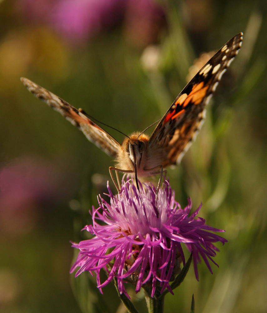 Und noch ein Distelfalter (Vanessa cardui)