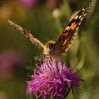 Und noch ein Distelfalter (Vanessa cardui)