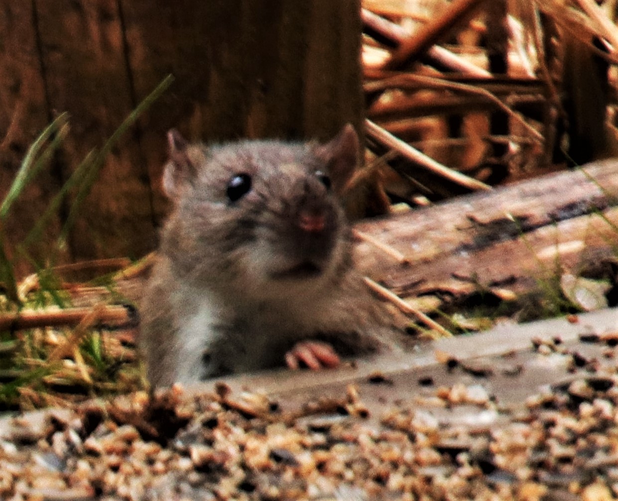 Und noch ein Eichhörnchen