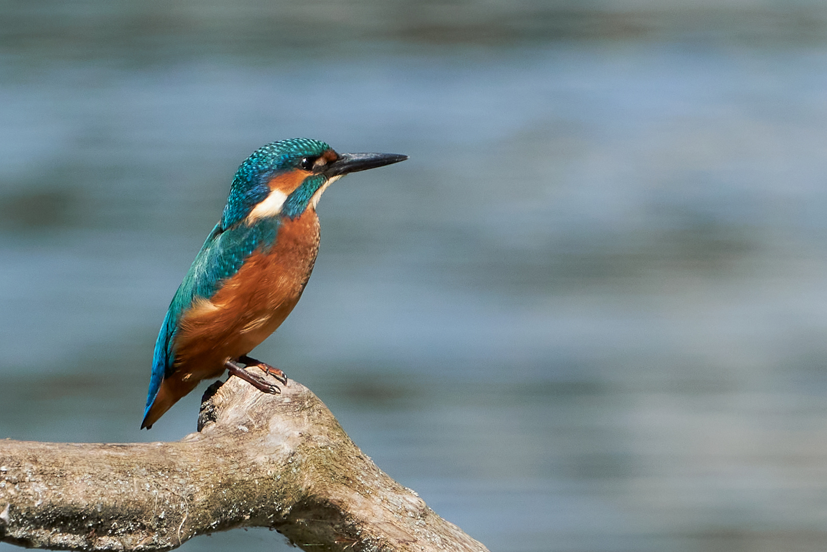 und noch ein Eisvogel......