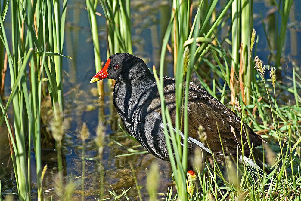 Und noch ein "Fan"... die Natur bereitet sich vor...