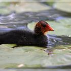 und noch ein Flauschi-Bläsralle