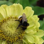 und noch ein fleißiges Bienchen