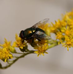 und noch ein fliegenversuch: gelb auf gelb