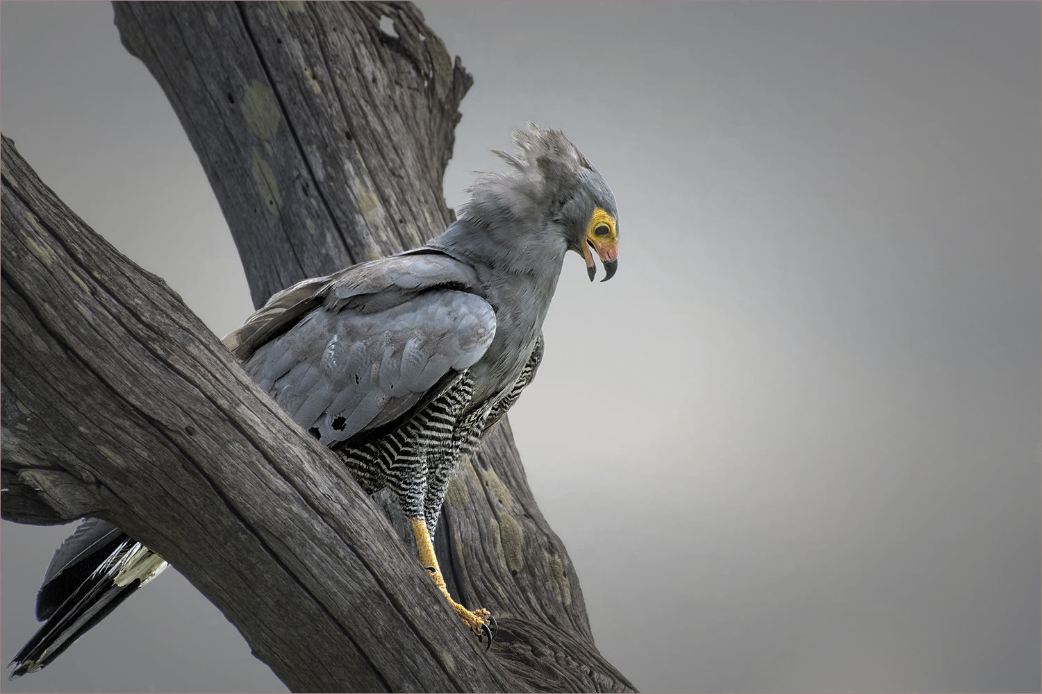 und noch ein Foto dieses attraktiven Vogels