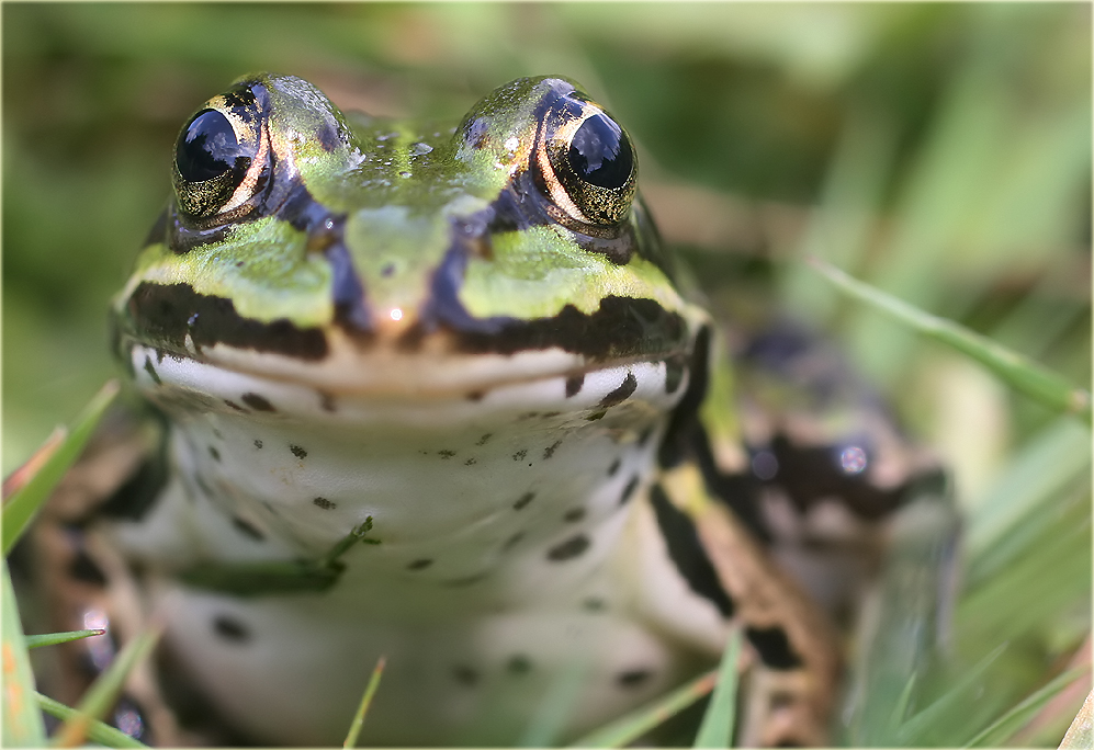 ... und noch ein Frosch ...