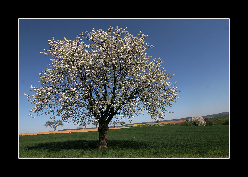 und noch ein Frühlingsbaum