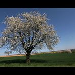 und noch ein Frühlingsbaum