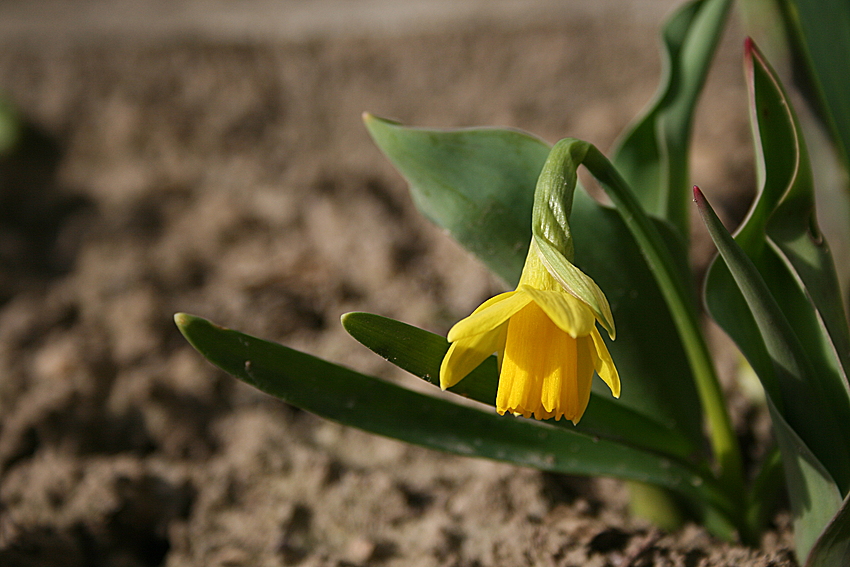 und noch ein Frühlingsgruß