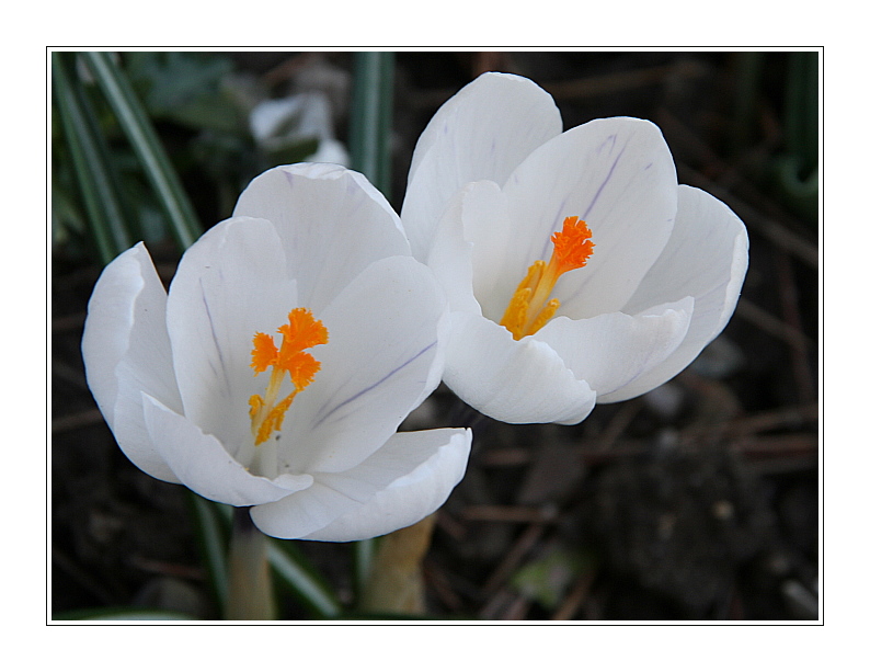 Und noch ein Frühlingsgruß