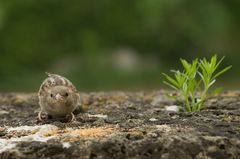 und noch ein frühstücksgast