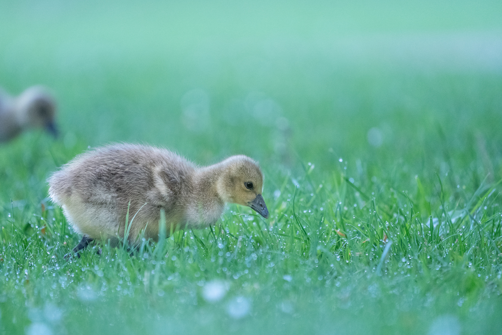 Und noch ein Gänsejunges! :-)